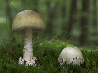 Grüne Knollenblätterpilze im Waldmoos