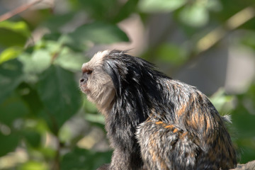 Weißgesichtseidenaffe