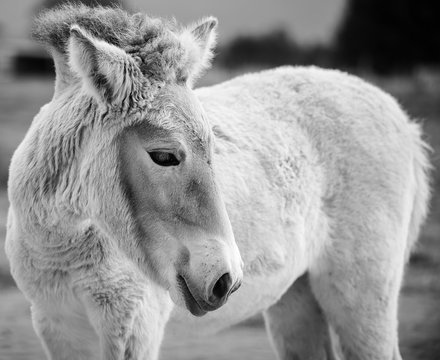Przewalski's wild horse (foal)