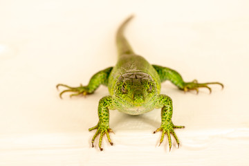  Aggressive green lizard