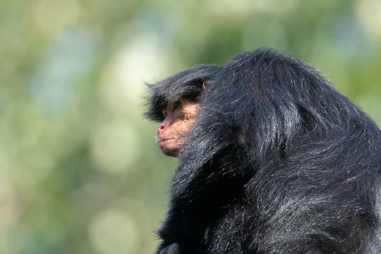 Rotgesicht Klammeraffe