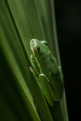 green tree frog on leaf