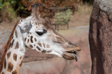 Rothschildgiraffe