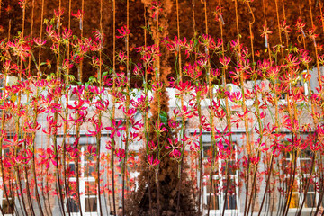 Indoor floral arrangement at the Alden Biesen Castle, Hasselt, Belgium