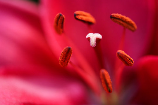 closeup of red lily
