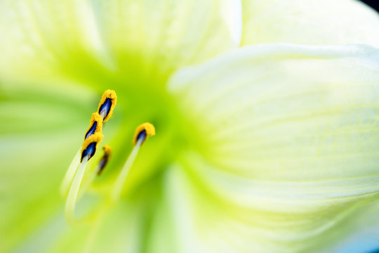closeup of yellow lily