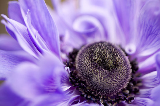 closeup of geneva purple flower