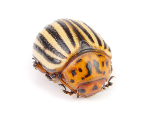 Colorado Potato Beetle isolated on white background