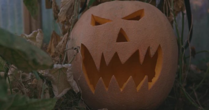 Halloween K&uuml;rbis steht in altem Gew&auml;chshaus