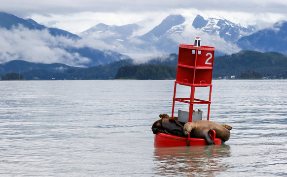 sea lions on buoy