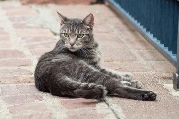 Fototapeta na wymiar portrait of grey cat in the street lying on cobbelstone floor