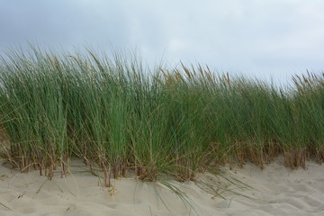 Dünengras im Sand an der Nordsee im Detail