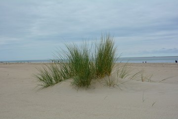 Strandhafer  in den Sanddünen an der Nordseeküste