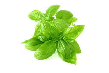 fresh basil leaf isolated on whit background