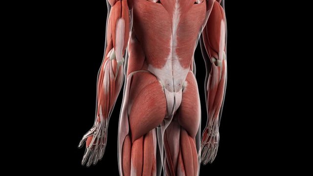 3d rendered medically accurate illustration of the hip muscles