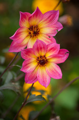 closeup of pink dahlia in a public garden