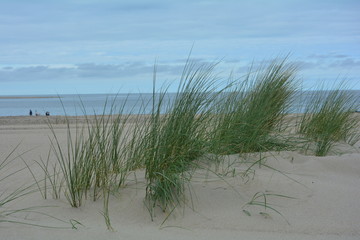 Dünengras mit viel Sand an der Nordsee, mit Meer und blauem Himmel. Menschen laufen in weiter...