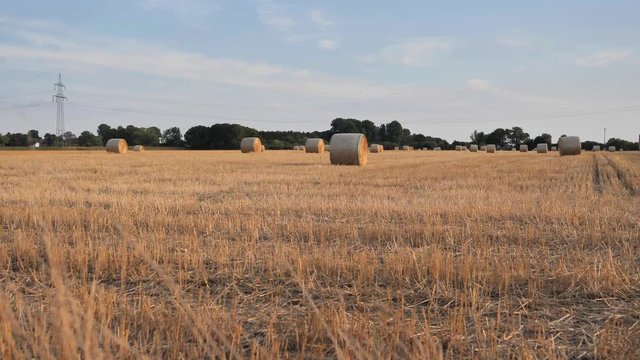 Heuernte. Gepresste Heuballen auf einem Feld, 