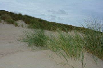 Strandhafer in den Sanddünen an der Nordseeküste in den Niederlanden