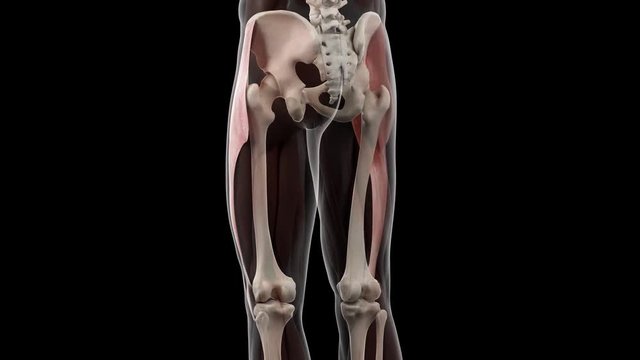 3d rendered medically accurate illustration of the fascia lata