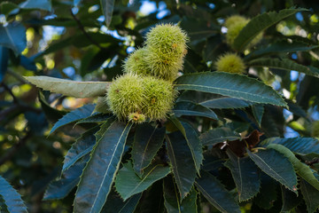 Ericos de castaña en el árbol en A Limia, Ourense. Galicia, España.