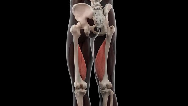 3d rendered medically accurate illustration of the vastus medialis