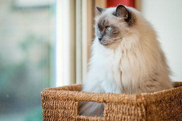 This nice Ragdoll cat, is lying in a rush basket. Developed by American breeder Ann Baker, the...