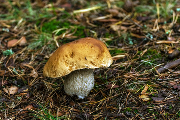 Boletus in the forest.