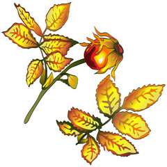 Vector autumn yellow rose hip leaves. Leaf plant botanical garden floral foliage. Isolated illustration element. Vector leaf for background, texture, wrapper pattern, frame or border.