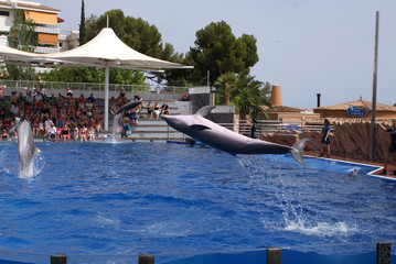 Delfines mulares saltándo haciendo acrobacias en agua durante show en piscina azul de delfinario con espectadores en gradas en zoo marino en día soleado de verano en Calvià, Mallorca, Islas Baleares. © cabado