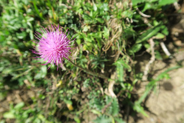 Creeping thistle, cirsium arvense, on a hiking trail in Amden, Switzerland