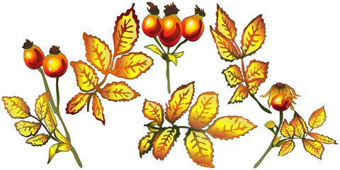 Vector autumn yellow rose hip leaves. Leaf plant botanical garden floral foliage. Isolated illustration element. Vector leaf for background, texture, wrapper pattern, frame or border.