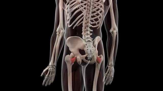 3d rendered medically accurate illustration of the quadratus femoris
