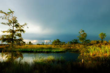 Fototapeta na wymiar Beautiful side lighting through afternoon storm clouds lights up marshes and cypress along a pond in Big Cypress Preserve, Florida.