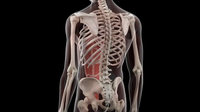 3d rendered medically accurate illustration of the rectus abdominis
