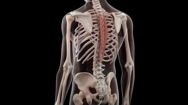 3d rendered medically accurate illustration of the spinalis thoracis
