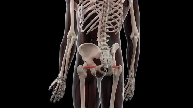 3d rendered medically accurate illustration of the superior gemellus