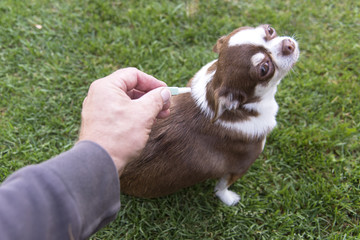A small dog Chihuahua drip with a drop of fleas and mites.