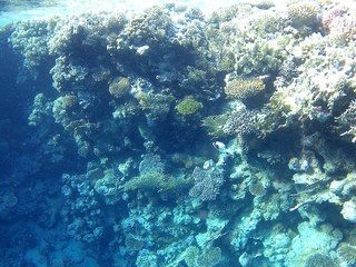 fotos from the red sea