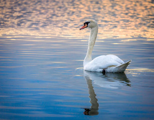 Single white swan on lake with reflection and sunset background