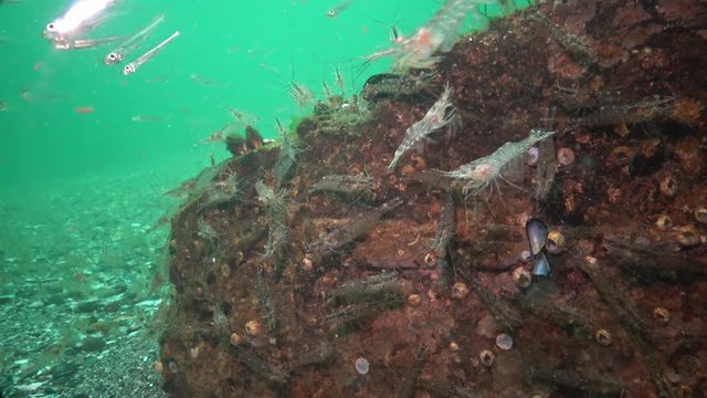 The accumulation of shrimp on the seabed in the Chen Sea, the Odessa Gulf. (Palaemon adspersus) commonly called Baltic prawn, is a species of shrimp that is frequent in the Black Sea