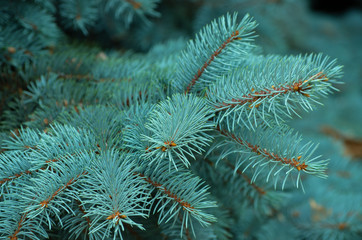 Naklejka na ściany i meble Branches of blue fir tree.