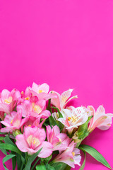 A bouquet of alstroemeria flowers on a bright pink background