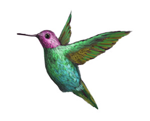 Hummingbird 4