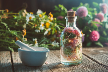 Clover tincture or infusion, mortar, daisy and clover flowers bunch on wooden board.