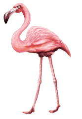 Flamingo 2