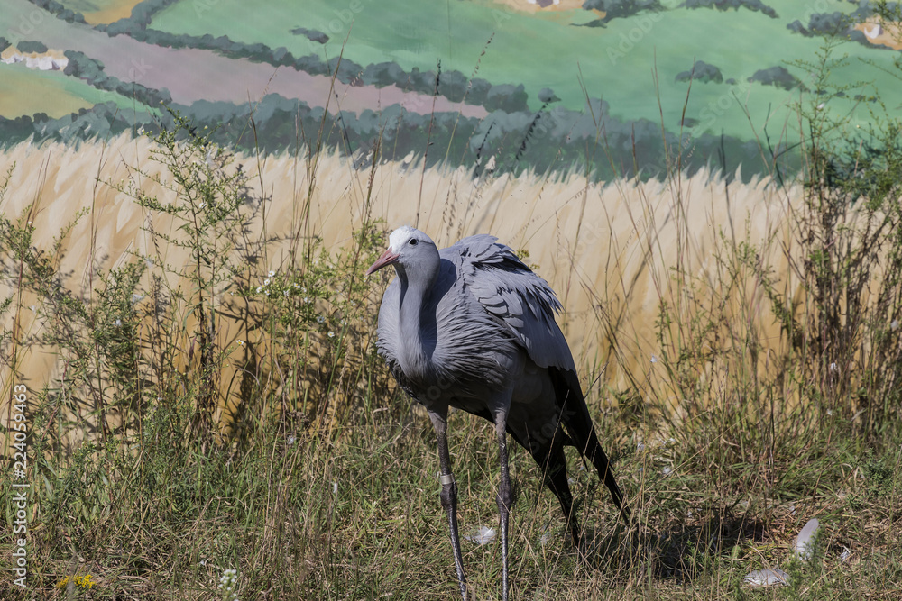 Poster Blue Crane (Anthropoides paradiseus)