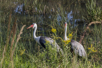 Wattled Crane ( Bugeranus carunculatus). African crane whose population is gradually declining