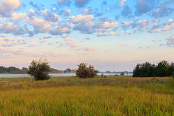 Fototapeta na wymiar Summer landscape with green misty meadow, trees and sky. Fog on the grassland