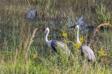 Wattled Crane ( Bugeranus carunculatus). African crane whose population is gradually declining